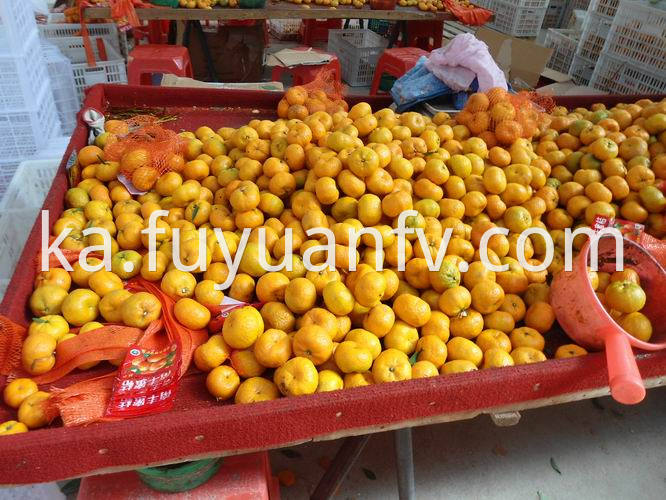 Nanfeng Baby mandarin export 